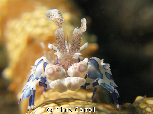 Harlequin shrimp taken with Canon Powershot G9 with Inon ... by Chris Carroll 